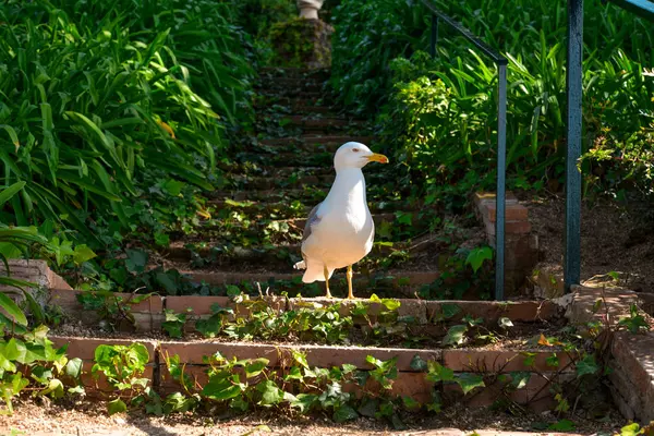 Una gaviota en los robos — Foto de Stock