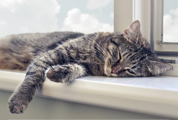 Mignon chat dormir — Photo