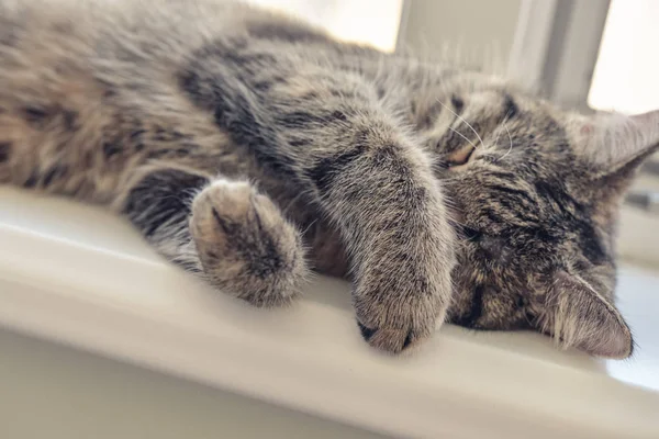 Schattig kat slapen — Stockfoto