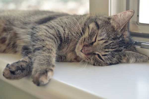 Carino gatto dormire — Foto Stock