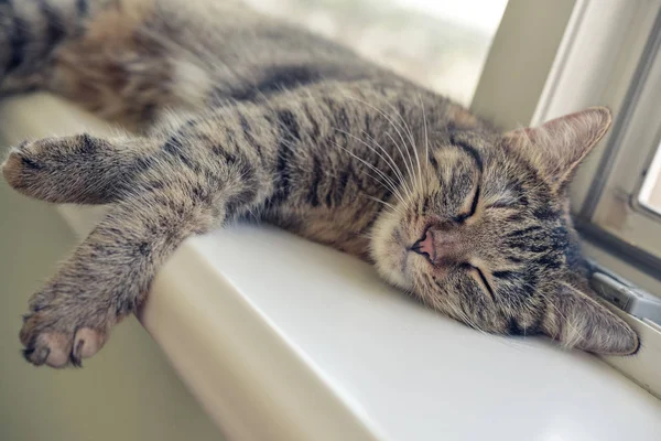 Lindo gato durmiendo — Foto de Stock