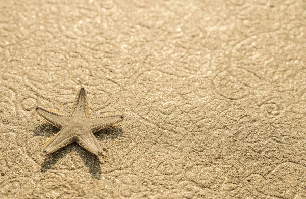 Live starfish on beach sand — Stock Photo, Image