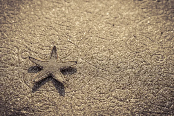 Live starfish on beach sand — Stock Photo, Image