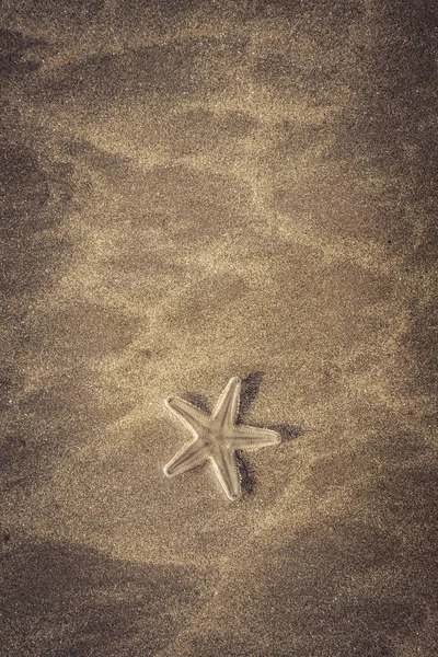 Live starfish on beach — Stock Photo, Image