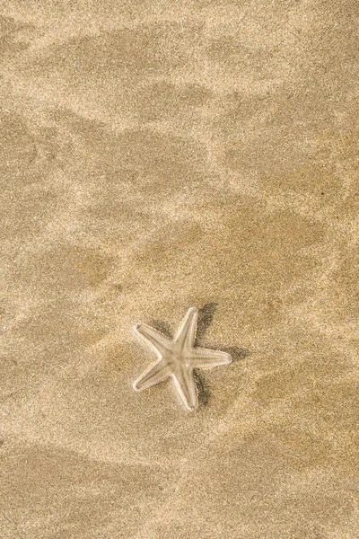 Live starfish on beach — Stock Photo, Image