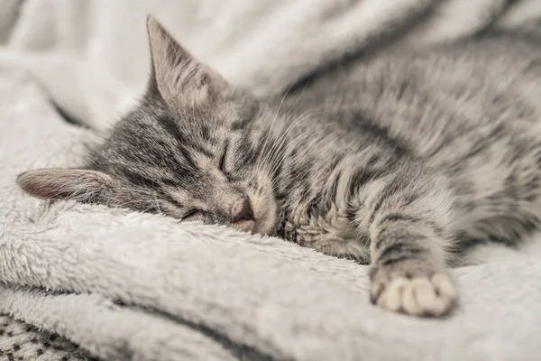 Carino piccolo gattino grigio dormire — Foto Stock