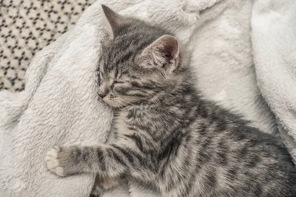 Bonito gatinho cinza dormindo — Fotografia de Stock