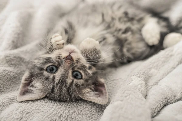 Carino piccolo gattino grigio — Foto Stock