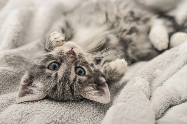 Gatinho cinzento bonito — Fotografia de Stock