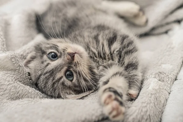 Mignon petit chaton gris — Photo