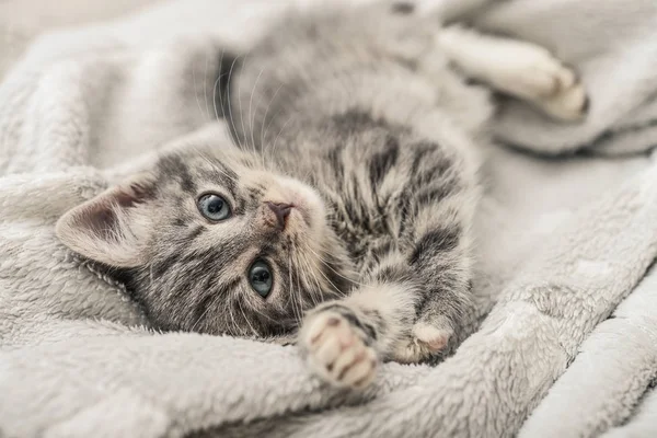 Gatinho cinzento bonito — Fotografia de Stock