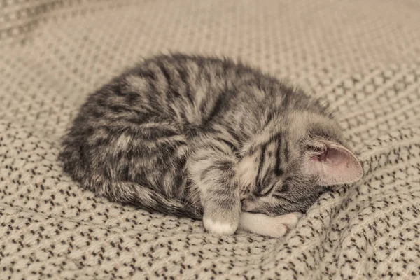 Carino piccolo gattino grigio dormire — Foto Stock