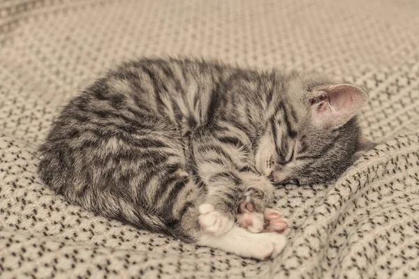 Carino piccolo gattino grigio dormire — Foto Stock