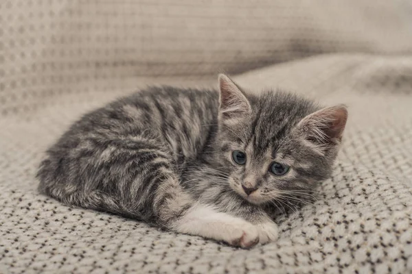 Cute little grey kitten — Stock Photo, Image