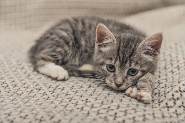 Cute little grey kitten — Stock Photo, Image