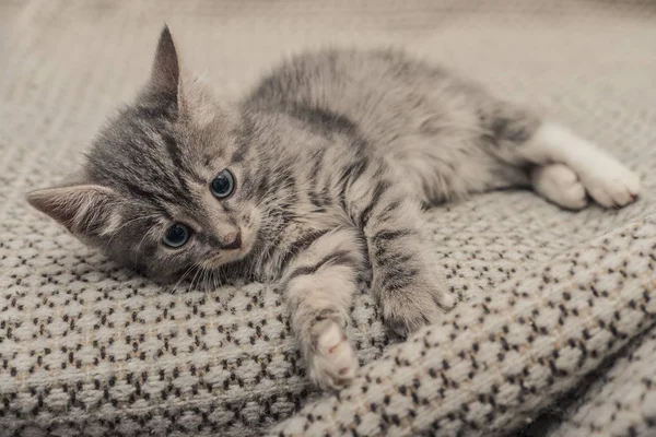 Cute little grey kitten — Stock Photo, Image