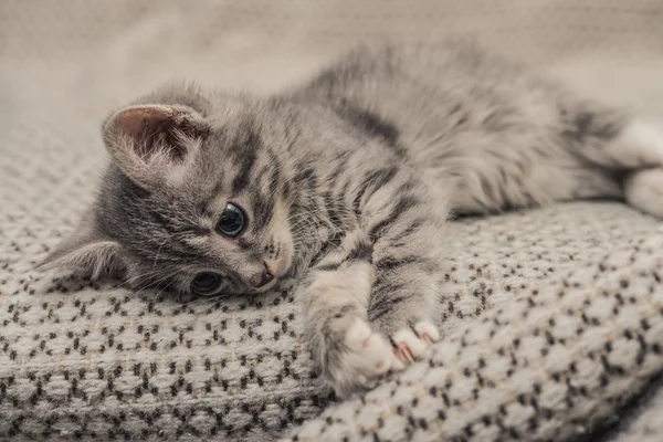 Mignon petit chaton gris — Photo