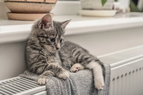 Söt liten grå kattunge — Stockfoto