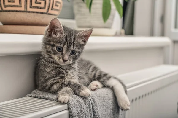 Roztomilé koťátko šedá — Stock fotografie