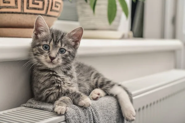 귀여운 작은 회색 고양이 — 스톡 사진
