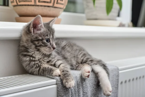 Gatinho cinzento bonito — Fotografia de Stock