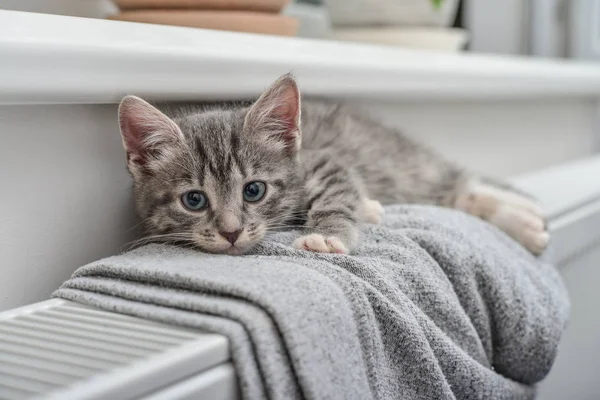 Χαριτωμένο μικρό γατάκι γκρι — Φωτογραφία Αρχείου