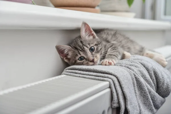 Gatinho cinzento bonito — Fotografia de Stock