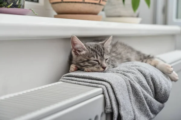 Gatinho cinzento bonito — Fotografia de Stock