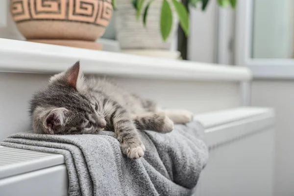 Милий маленький сірий кошеня — стокове фото