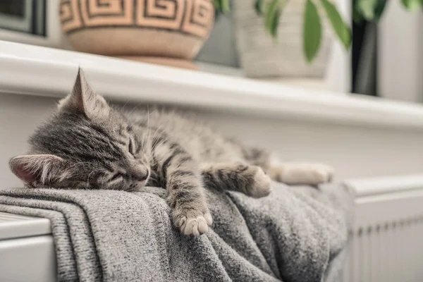 Söpö pieni harmaa kissanpentu — kuvapankkivalokuva