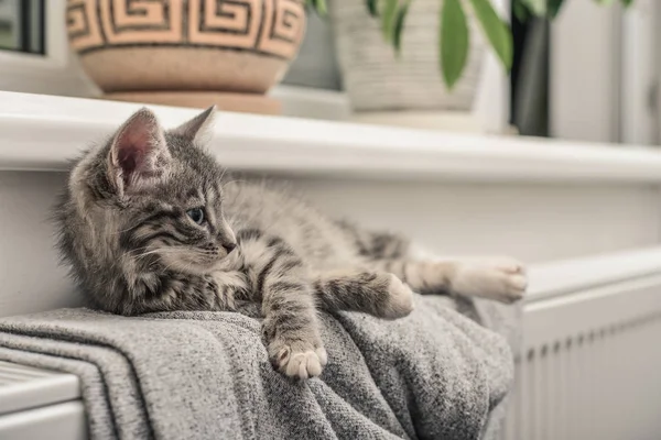 Gatinho cinzento bonito — Fotografia de Stock