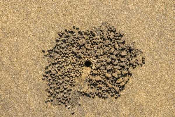 Fundo de areia molhada texturizado com caranguejos — Fotografia de Stock