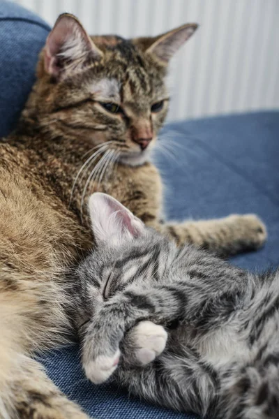 Gato com gatinho — Fotografia de Stock