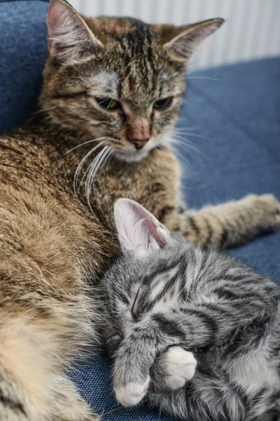 Gato com gatinho — Fotografia de Stock