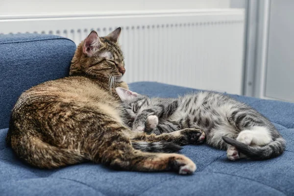 Gato com gatinho — Fotografia de Stock