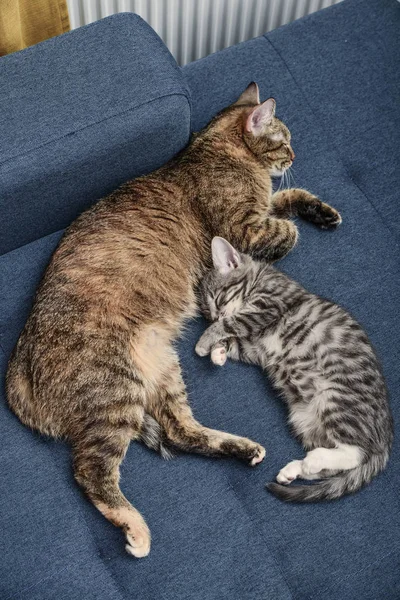 Cat with kitten — Stock Photo, Image