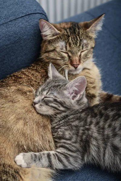 Gato com gatinho — Fotografia de Stock