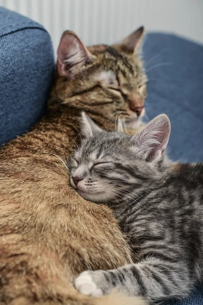 고양이와 고양이 — 스톡 사진