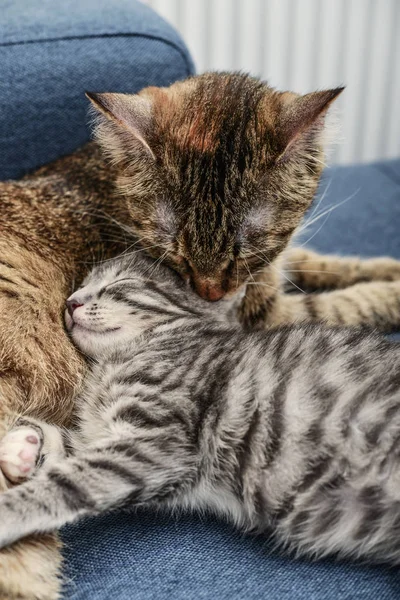 새끼 고양이 핥는 고양이 엄마 — 스톡 사진