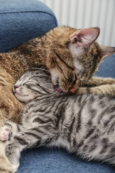 Bir kedi yavru kedi yalama anne — Stok fotoğraf
