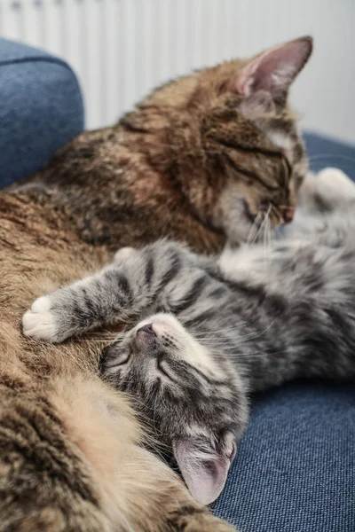 Gato con gatito — Foto de Stock