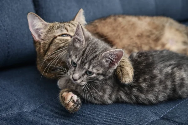 Кішка з кошеня — стокове фото