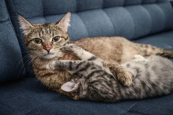 Gato com gatinho — Fotografia de Stock