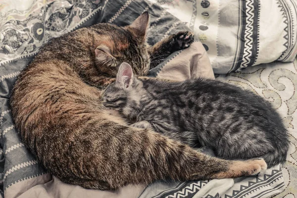 Cat nursing her little kitten — Stock Photo, Image