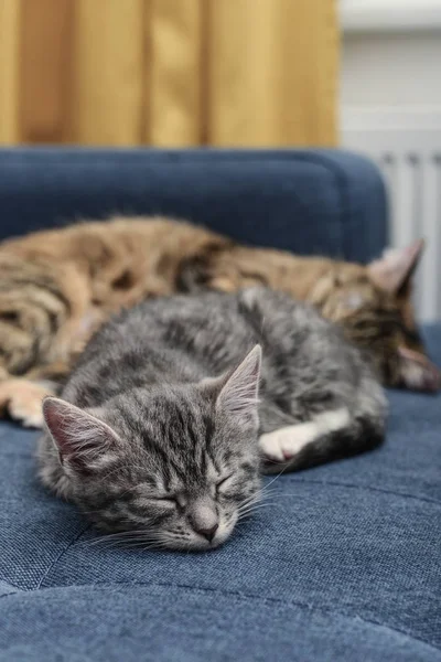 Gato com gatinho — Fotografia de Stock