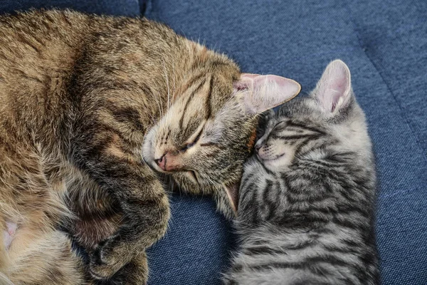 Gato com gatinho — Fotografia de Stock