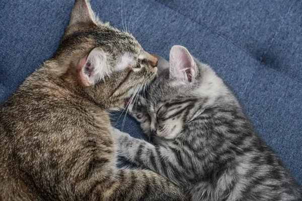 Gato com gatinho — Fotografia de Stock