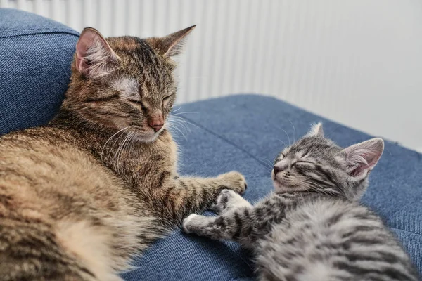 Gato com gatinho — Fotografia de Stock