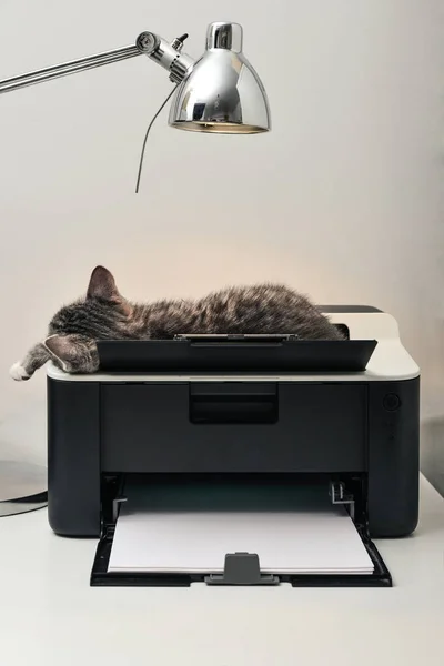 download cute printer download cute printer