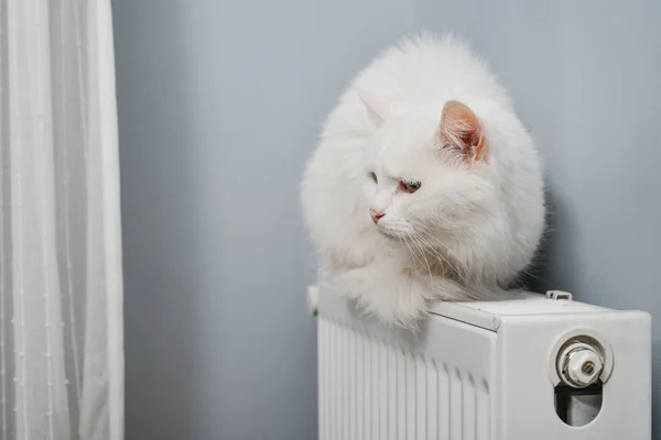 Gato branco bonito — Fotografia de Stock